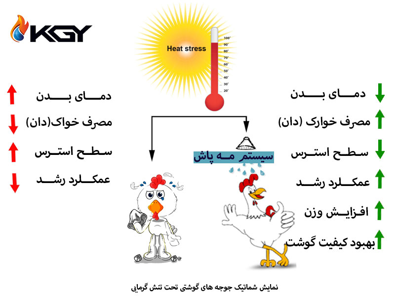 مه پاش مرغداری