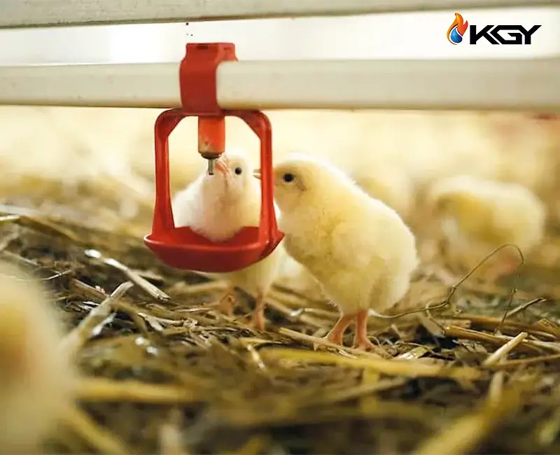 خرید بهترین هیتر مرغداری