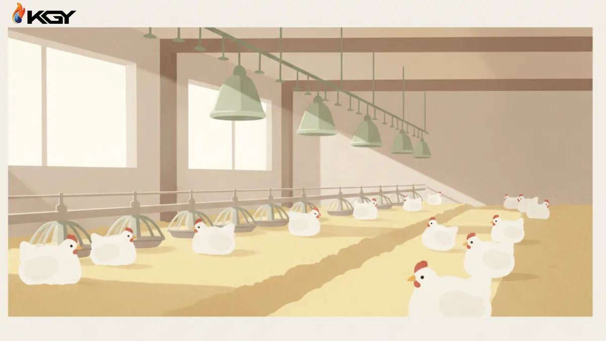 آموزش صفر تا صد راه اندازی مرغداری گوشتی و پرورش مرغ گوشتی 6 کنترل بیماری و رعایت بهداشت مرغداری گوشتی