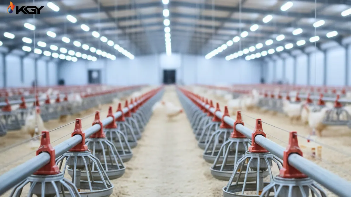 آموزش صفر تا صد راه اندازی مرغداری گوشتی و پرورش مرغ گوشتی 4 راه اندازی مرغداری گوشتی