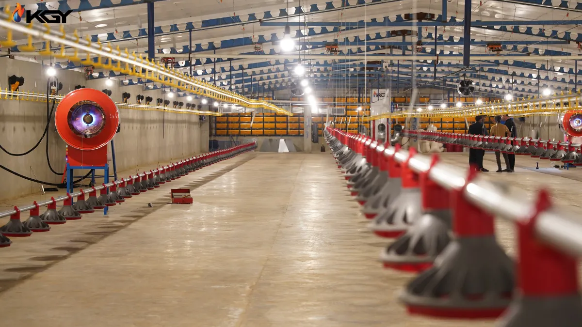 آموزش صفر تا صد راه اندازی مرغداری گوشتی و پرورش مرغ گوشتی 7 مدلهای راه اندازی مرغداری گوشتی