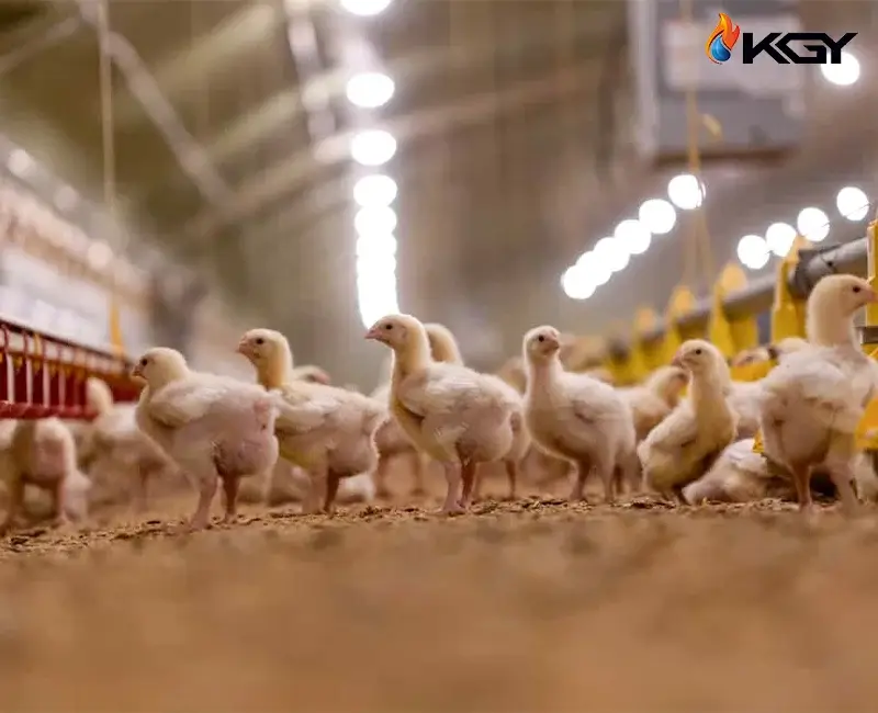 راهنمای جامع انتخاب و نصب کولر مرغداری 2 نصب و راهاندازی کولر مرغداری