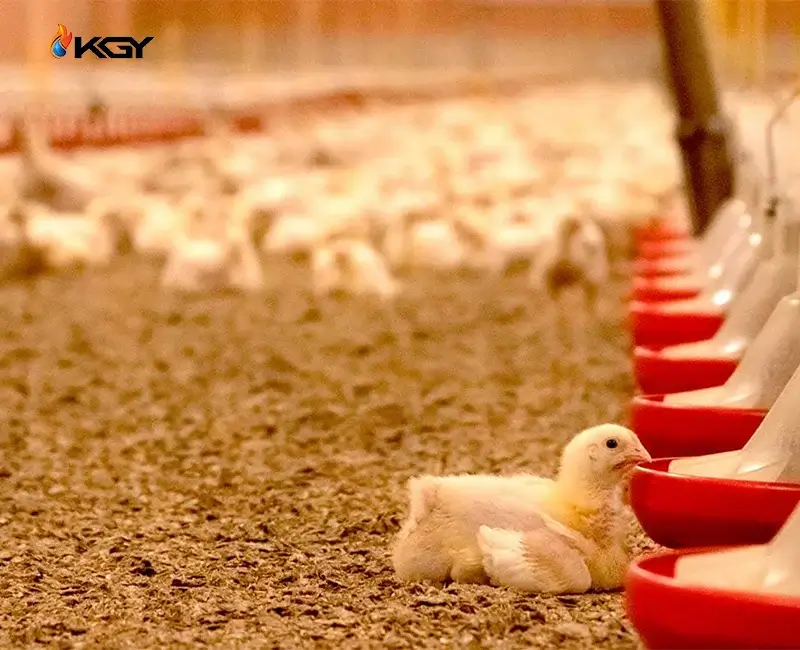 راهنمای جامع انتخاب و نصب کولر مرغداری 5 کولر آبی مرغداری