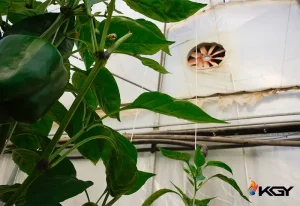 اصول سرمایش گلخانه | هر آنچه باید در مورد سرمایش گلخانه بدانید 3 سرمایش گلخانه ها