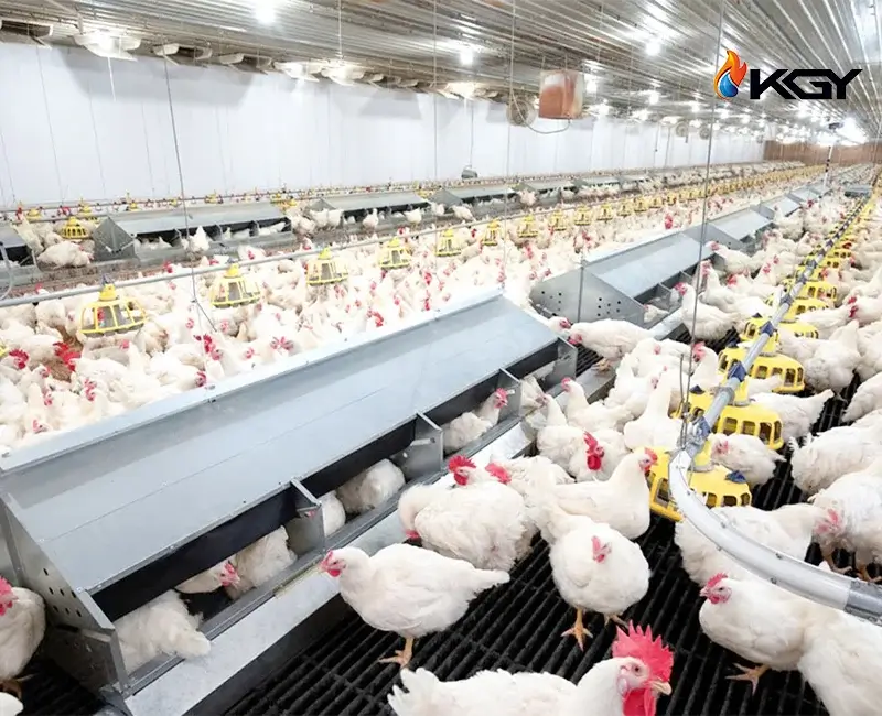 راهنمای خرید بهترین هیتر مرغداری و مقایسه هیترهای مرغداری 2 هیتر در مرغداری