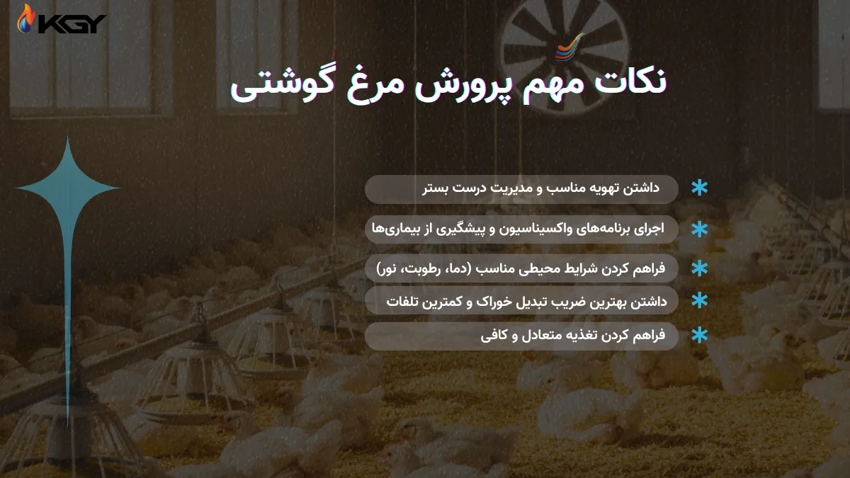 آموزش صفر تا صد راه اندازی مرغداری گوشتی و پرورش مرغ گوشتی 2 اصول مهم در پرورش مرغ گوشتی