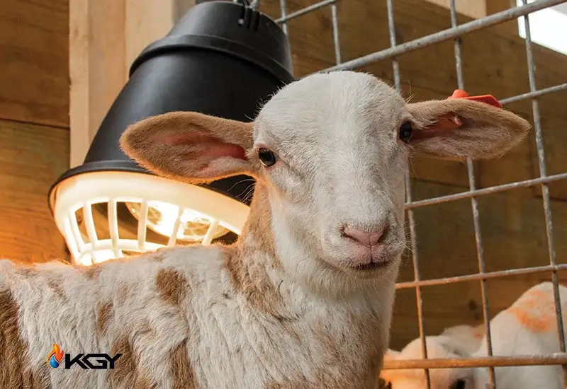 بهترین هیتر دامداری | راهنمای جامع خرید بهترین هیتر برای دامداری ها 6 هیتر دامداری