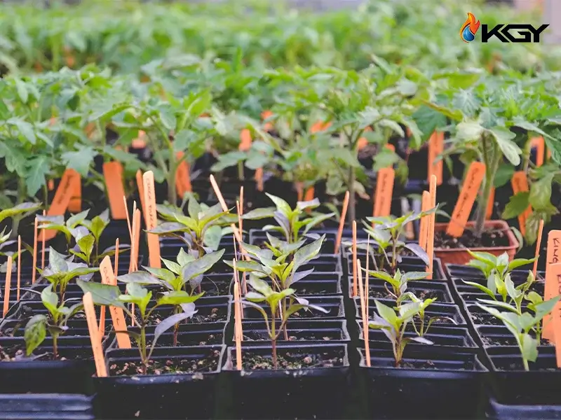 هر آنچه باید در مورد نشاء پیوندی بدانید.