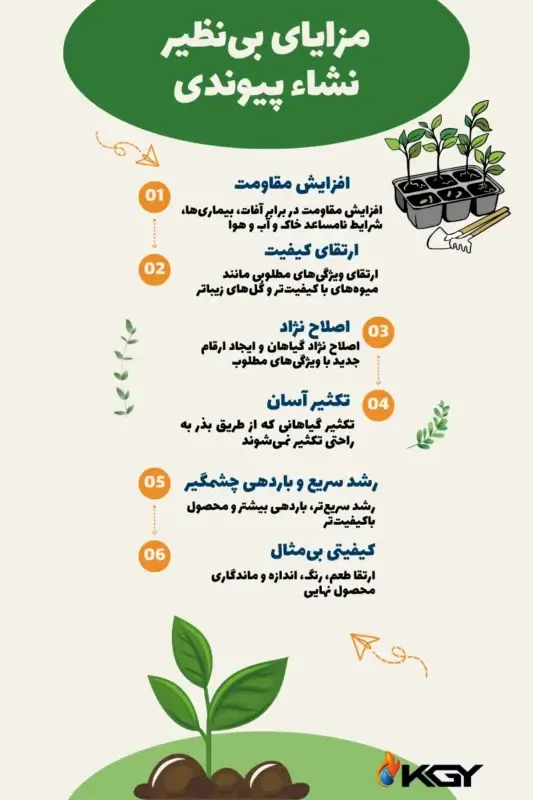 نشاء پیوندی : انقلابی در کشاورزی