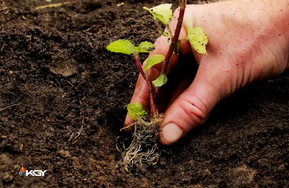 نشاء پیوندی