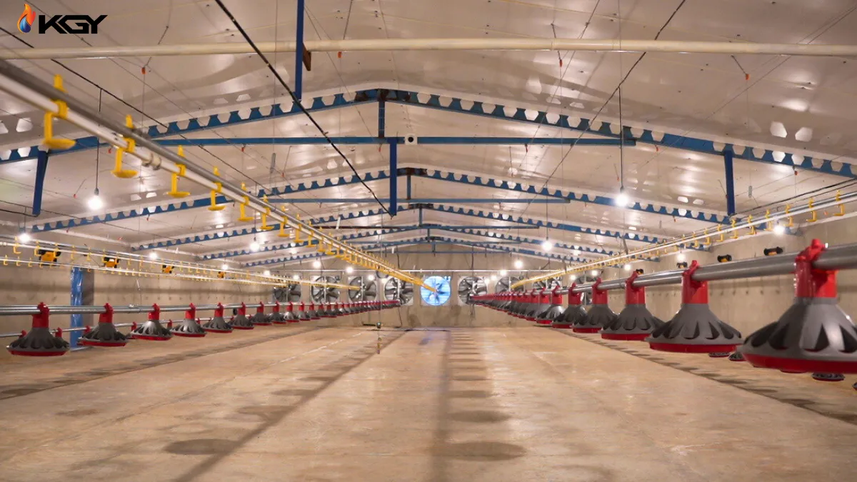 آموزش صفر تا صد راه اندازی مرغداری گوشتی و پرورش مرغ گوشتی 3 درباره راه اندازی مرغداری گوشتی