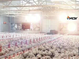 تهویه در مرغداری : راهنمای جامع تهویه مرغداری و تاثیر تهویه مرغداری برای افزایش 20 درصدی سود 2 عوامل موثر در انتخاب سیستم تهویه مرغداری