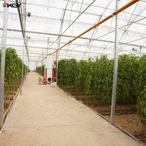 هیتر 250.000 در گلخانه کشور