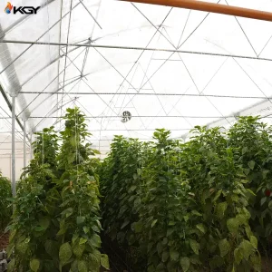 تجهیز گلخانه در اصفهان به سیستمهای گرمایش کولاک گستر یزد