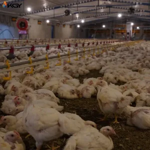 پروژه اجرایی محصولات گرمایشی در مرغداری میبد یزد توسط کولاک گستر یزد