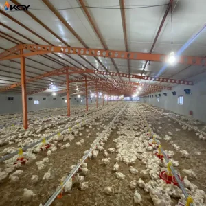 پروژه اجرایی دانخوری و آبخوری برای مرغداری در زاهدان