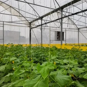 پروژه های اجرایی گلخانه ها 40 پروژه اجرایی هواکش گلخانه