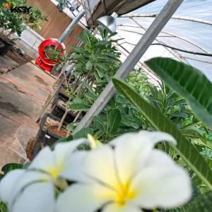 تجهیز گلخانه در محلات به سیستمهای گرمایشی