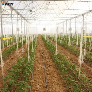 گلخانه در مرودشت