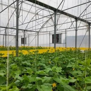 پروژه های اجرایی گلخانه ها 39 پروژه اجرایی گلخانه