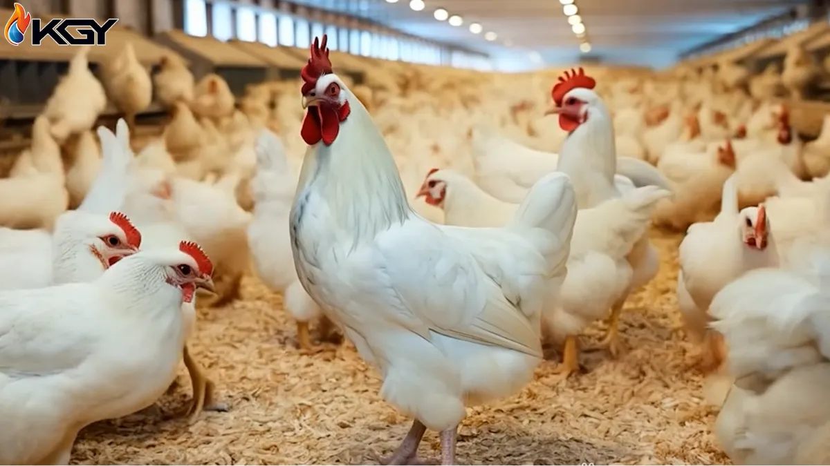 نکات کلیدی در انتخاب بهترین کوره هوای گرم برای سالنهای مرغداری 3 اهمیت گرمایش مرغداری