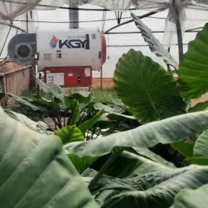 هیتر صدو پنجا هزار کولاک گستر در گلخانه