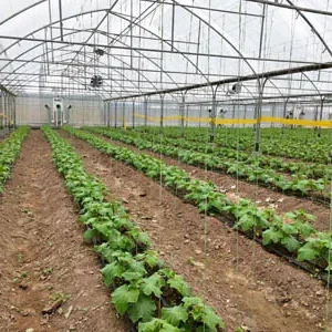 پروژه های اجرایی گلخانه ها 34 نصب هیتر گلخانه