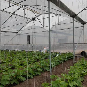 پروژه های اجرایی گلخانه ها 20 کانال کشی بخاری گلخانه