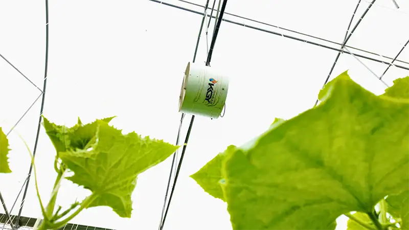 فن سیرکوله 65 سانتی در گلخانه