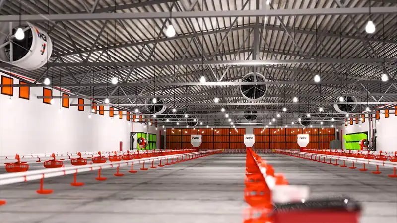 فن سیرکوله در مرغداری