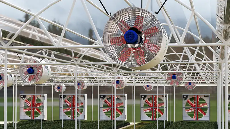 فن سیرکوله در گلخانه