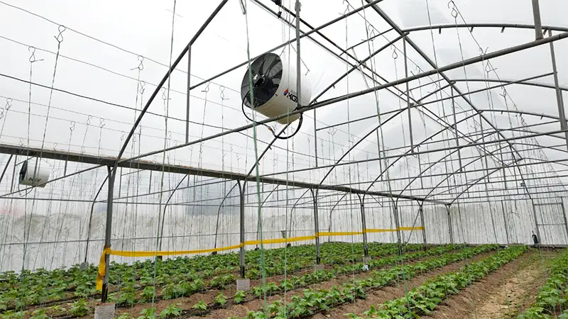 فن سیرکوله 65 سانتی