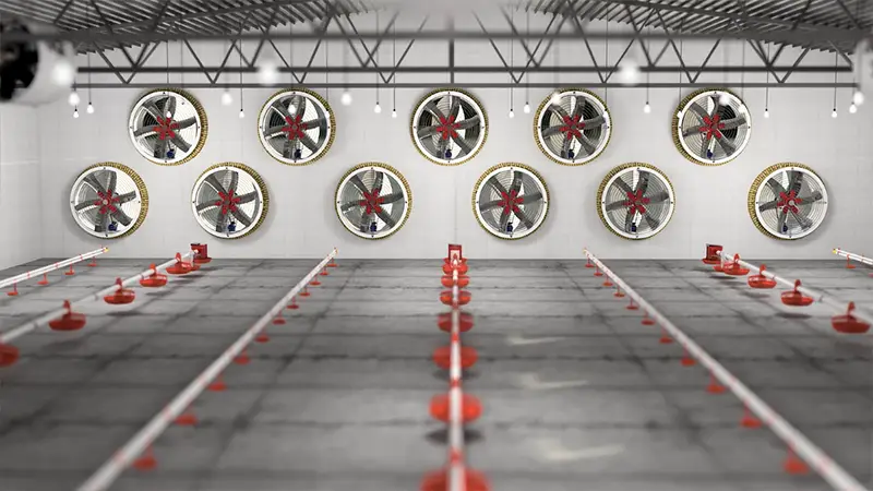 فن 100 مرغداری