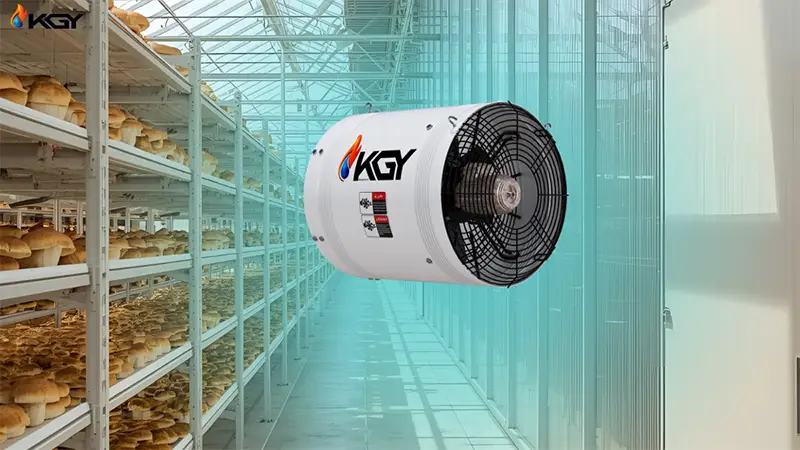 فن سیرکوله سالن قارچ