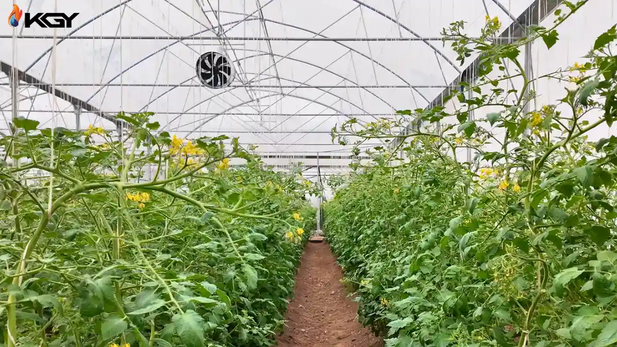 فن سیرکوله در گلخانه