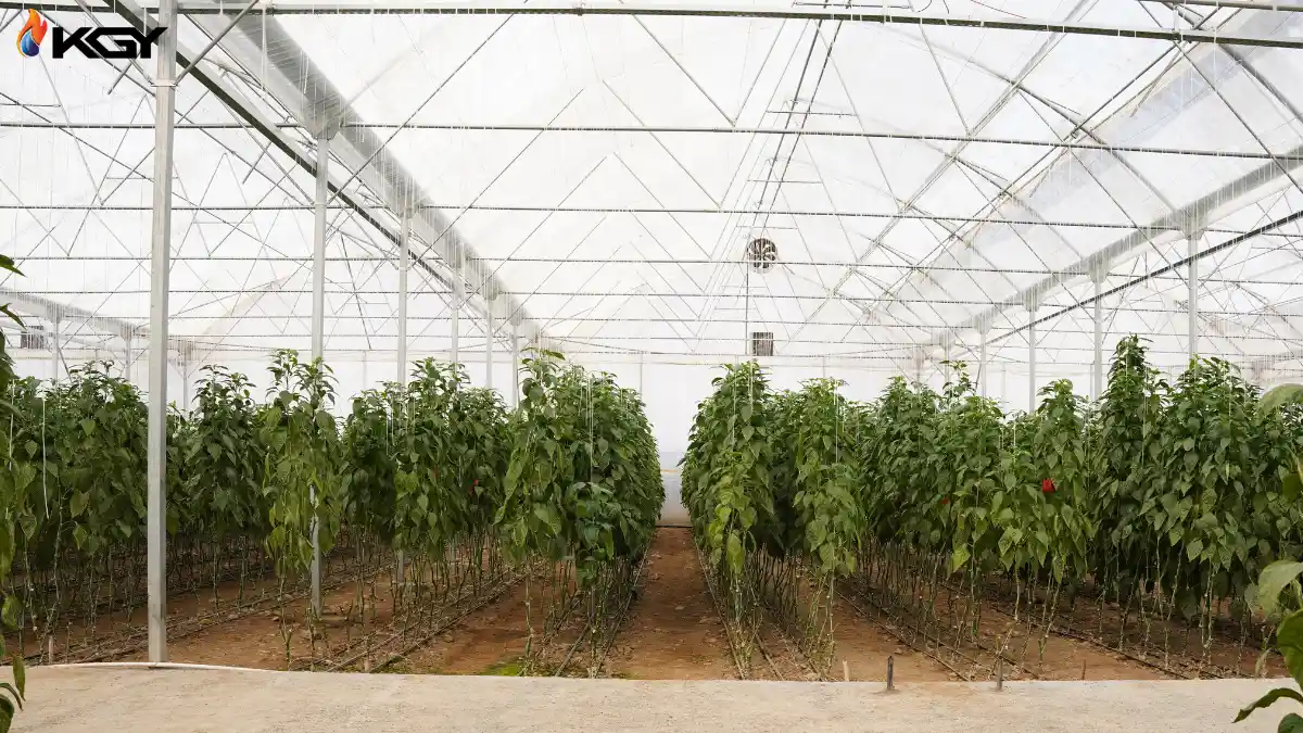 فن سیرکوله 65