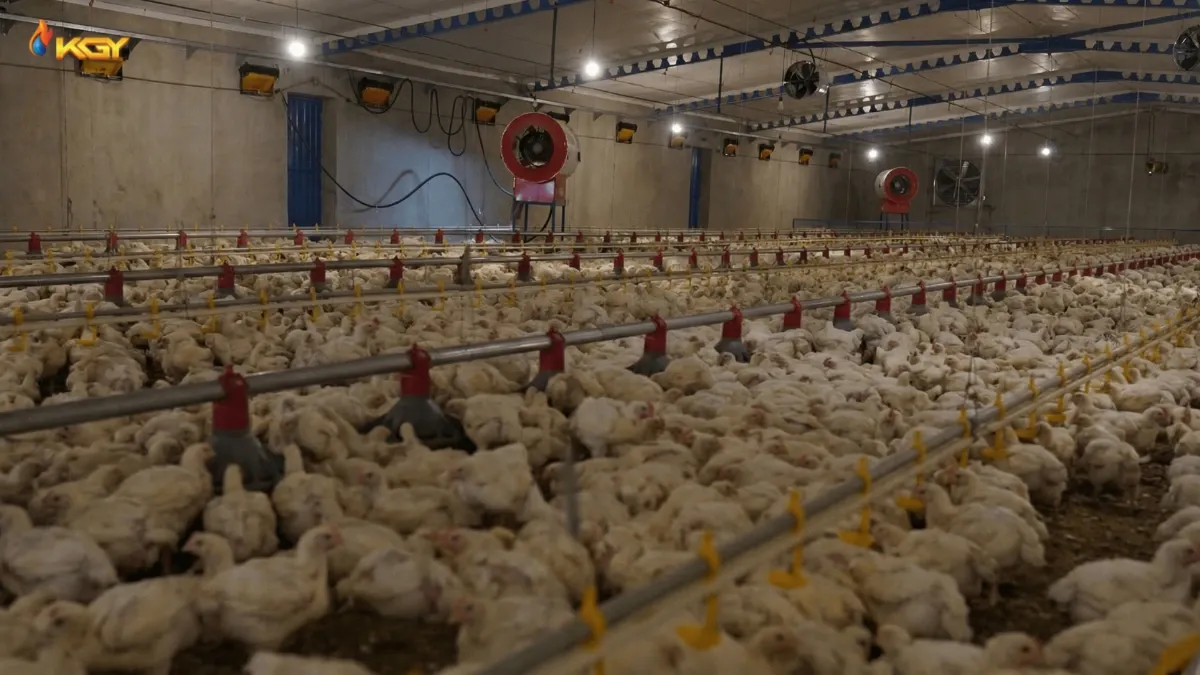 هیتر موشکی نصب شده در مرغداری