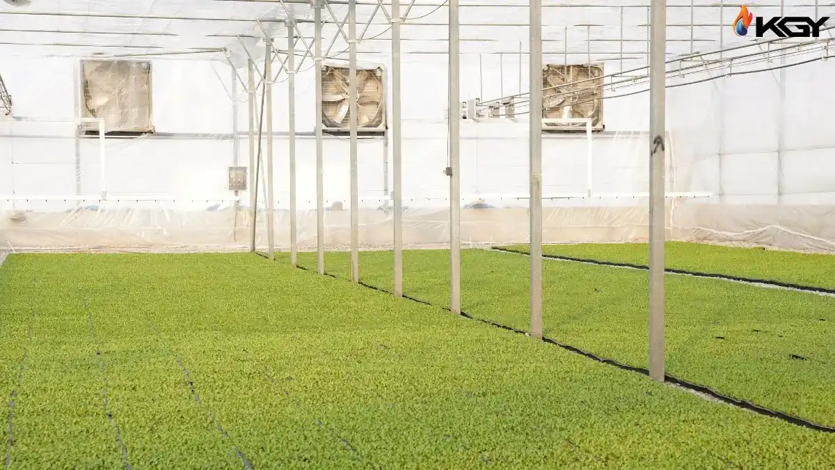 کاهش اتلاف گرما گلخانه و افزایش بهره‌ وری 