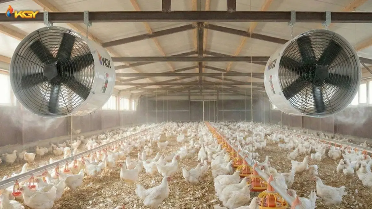 فن سیرکوله و استرس حرارتی طیور