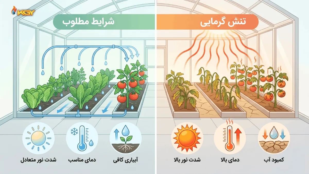 تنش گرمایی گیاهان و راههای جلوگیری از گرمازدگی گیاهان 1 تفاوت گرما زدگی در گلخانه و شرایط مطلوب گلخانه