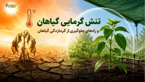 تنش گرمایی گیاهان