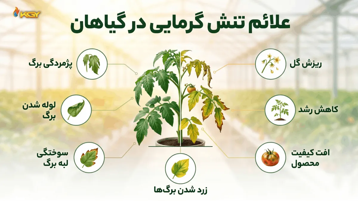 تنش گرمایی گیاهان و راههای جلوگیری از گرمازدگی گیاهان 2 علائم تنش گرمایی گیاهان
